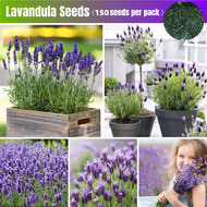 High Quality ดอกลาเวนเดอร์ Lavandula Seeds for Planting (บรรจุ 150 เมล็ด) Lavandula Angustifolia Flower Seeds ต้นไม้มงคลสวยๆ ดอกไม้ เมล็ดพันธุ์ เมล็ดบอนสี บอนสีหายาก เมล็ดดอกไม้ บอนสีหายากไทย ต้นไม้ฟอกอากาศ ไม้ประดับ กุหลาบหิน พันธุ์ไม้ดอก Plants