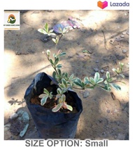 Bucida Variegated Real Live Outdoor Plant Anak Pokok Bucida Batik Putih Pokok Doa Pokok Tadah Langit