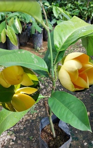 ต้นมณฑาทิพย์ ชำกิ่ง ดอกสีเหลืองอ่อนมีกลิ่นหอมไกล