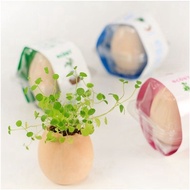 [SG local Seller] - Mini Egg Plant indoor planting gift for birthday children's day teacher's day goodie bag