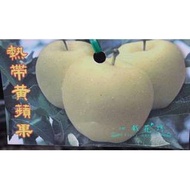 心栽花坊-熱帶黃蘋果/4吋/蘋果品種/嫁接苗/水果苗/售價200特價180