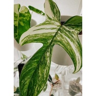 Biji Benih Philodendron Florida Beauty Daun Leaf Philodendron Florida Beauty Seed - 3 Seed
