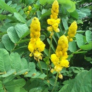 FRESH CORIANDER LEAVES 1KG KIMANILA CHINESE KETAPANG
