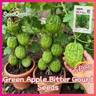 5pcs High Yield Round Green Bitter Gourd Seeds for Planting Vegetables Plants - Fresh Green Apple Bi