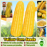Sweet Glutinous Yellow Corn Seeds for Sale (35 pcs/pack) Organic Sweet Corn Seeds for Planting Veget