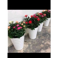 ROUND FLOWER POT 25X30CM
