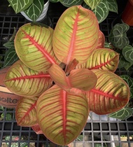Bonggol aglonema Goliat Merah Indukan Jumbo