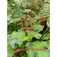 The Best, The Best, The 50-sheet REDY Leaf, Send Directly