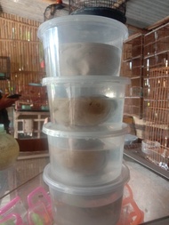 LEM PULUT BURUNG SUPER LENGKET ANTI JONK ( COD )