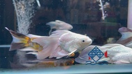 Shortbody Platinum Butterfly Koi (AA)/Live Fish/Koi/Grade AA/Freshwater短身白金蝴蝶鲤/活鱼/鲤鱼(Sin Quan Aquaculture Enterprise)