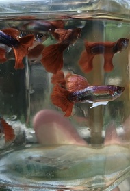 Ikan Hidup Akuarium Guppy Red Rose 1 pair / 3 pairs