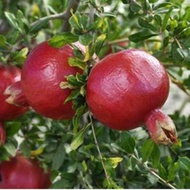 Bibit tanaman buah delima merah
