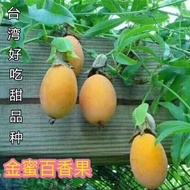 Golden Honey Passion Fruit Seed Taiwan Honey No. 1 Passion Fruit Seed Fast Result Super Sweet Golden