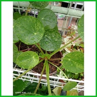 ◧ ◵ Variegated Pilea Peperomioides "  Chinese Money Plant  "