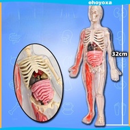 [Ehoyoxa] Human Body Model for Kids Removable Organs Skeleton Model Kids Bones for Teaching Tool Sup