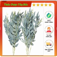 1kg Fresh Eucalyptus Leaves (Eucalyptus Leaves)