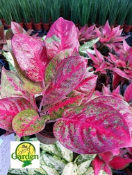 Aglaonema Red Stardust with FREE plastic pot and garden soil (Indoor Plant Real Plant and Limited St