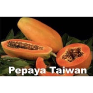 🇲🇾 6pcs Biji Benih - Taiwan Dwarf Red Lady Papaya Betik Rendah Kates Renek 矮生大果红妃木瓜种子