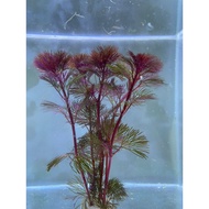 Flame moss/Flame Leaf Moss/Daun moss