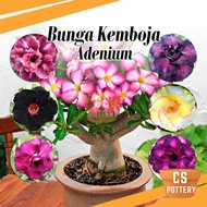 Real Live Plant Adenium Thailand (Random) Bunga Kemboja Pokok Hidup 富贵花