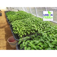 anak pokok Cili Kulai Sakata 461 F1 hybrid