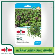 1000Biji Benih Daun Selasih Jumbo /Daun Pakrapau/Daun Kemangi/Daun Basil / Cap Panah Merah / East We