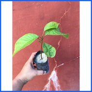 ▫ ♒ ❤ Mahogany seedling in small seedling bag