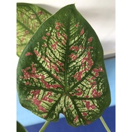 Rare Green Cranberry Star Caladium