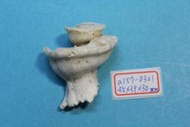 superlin30 a157-0301 瑪娃花仙螺 (45*39*30 mm)