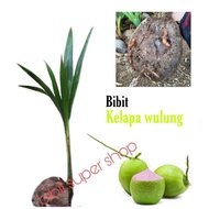 bibit kelapa Wulung asli akar merah genjah
