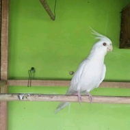 burung parkit australia falk albino