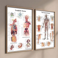Human Body Science School Education TRIGGER POINTS CHART INFORMATIONAL ANATOMY Decoration Canvas Pai