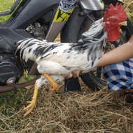 Ayam Kampung Organik Pakan  tanpa Pur