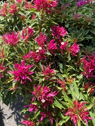 เฟื่องฟ้าสาวิตรีพันธุ์ใหม่ กระถาง 6 นิ้ว ดอกเล็กสวย มี 2 สี