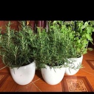 Xả hết........ Cây hương thảo(Rosemary)