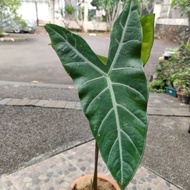 Tanaman hias Alocasia longiloba silver Zebrina