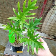 🅵🅻🅰🆂🅷 🆂🅰🅻🅴‼️Small-sized Philodendron Selloum/Sahod-yaman • Live Plants