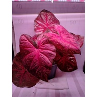 Caladium Red Devil Keladi