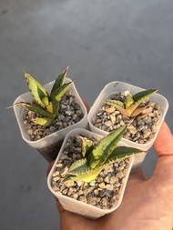 龍舌蘭 嚴龍 白鯨 側芽 三個出