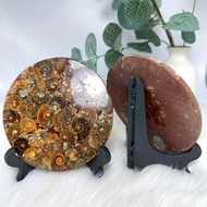 Single Ammonite Shell Jasper Stone Plate - Natural Brown/Beige/Golden/Black/Gray/White/Red/Orange/, 