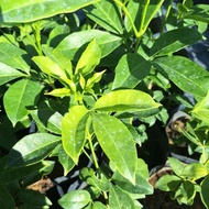 SNT/pokok ulam tenggek burung/ ulam / herba / dekorasi tanaman/ pokok hidup