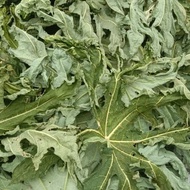 Daun Pepaya Kering / Carica Papaya / Betik 100 gr