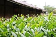 【茶葉館】茶農直營~嚴選杉林溪羊仔灣頂級春茶、香氣高雅香甜滑軟.含運唷