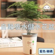 HOME LIVING - 自動吸水儲水花盆（藍色·細碼）懶人自動吸水儲水花盆 水培塑膠花盆 盆栽專用 花盆 盆栽