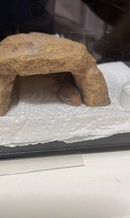 爬蟲箱（黑色）