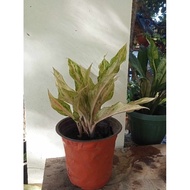 (27) Butterfly Aglaonema Uprooted Live Plants(Luzon only)