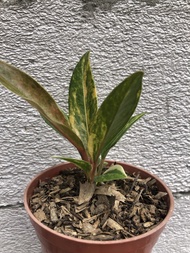 Anthurium jemanii variegata merah / jemani pink