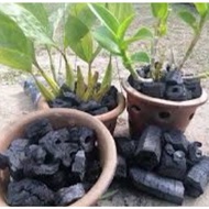 ARANG ORKID 🌸Arang Kayu Bakau Kuala Sepetang • 1KG