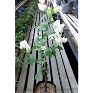 Bibit Bunga Bougenville Ekor Musang Putih / Bugenvil Ekor Musang Putih