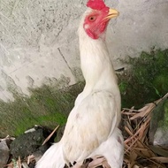 AYAM JAGO KAMPUNG PUTIH/USIA 6 BULAN